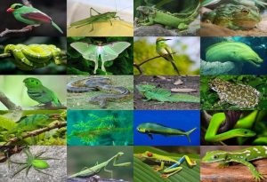 Green Animals