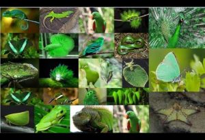 Green Animals