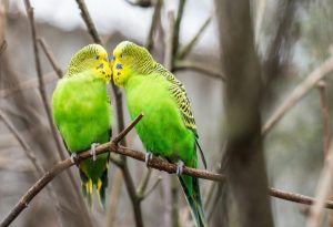 Green Birds