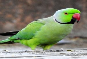 Green Birds