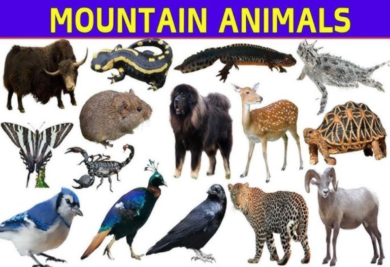 Wildlife in the Heights: Exploring the Fascinating World of Mountain Animals