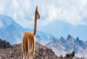  Mountain Animals