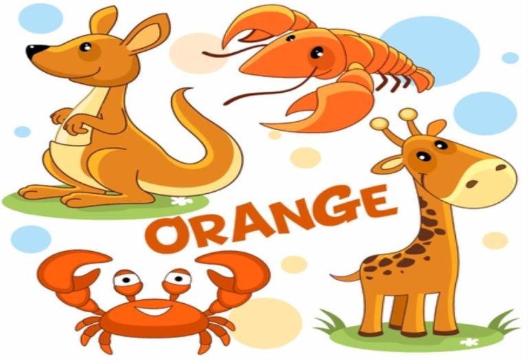 The World of Orange Animals: Nature’s Brightest and Most Fascinating Creatures