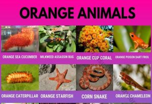 Orange Animals