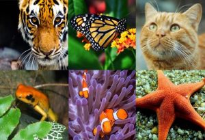 orange animals