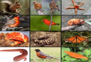 Orange Animals