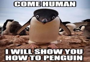 Penguin Meme