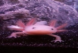 Pink Animals