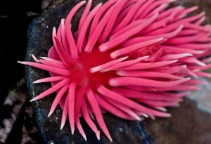 Pink Animals