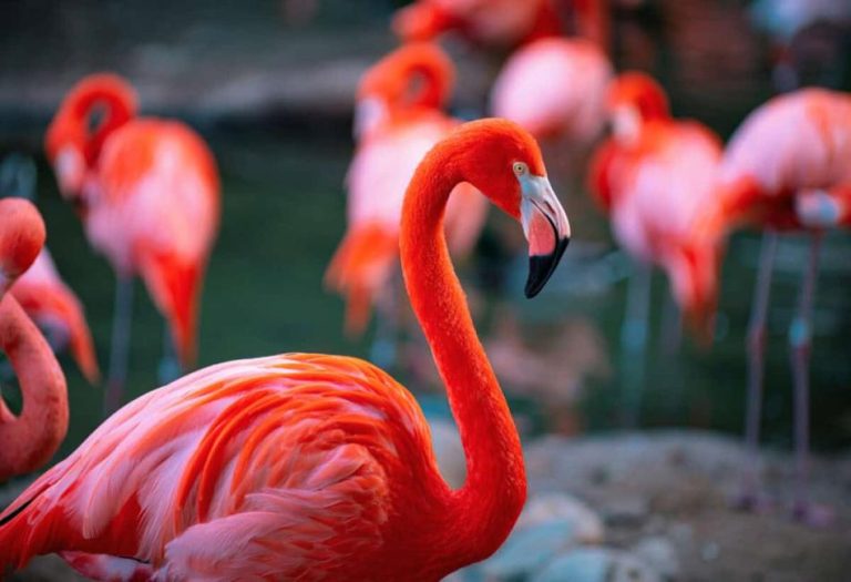 Pink Animals: Nature’s Most Surprising and Beautiful Blush-Colored Creatures