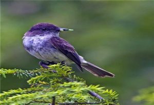 Purple Bird