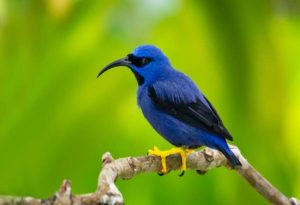 Purple Bird