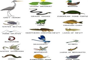 Swamp Animals
