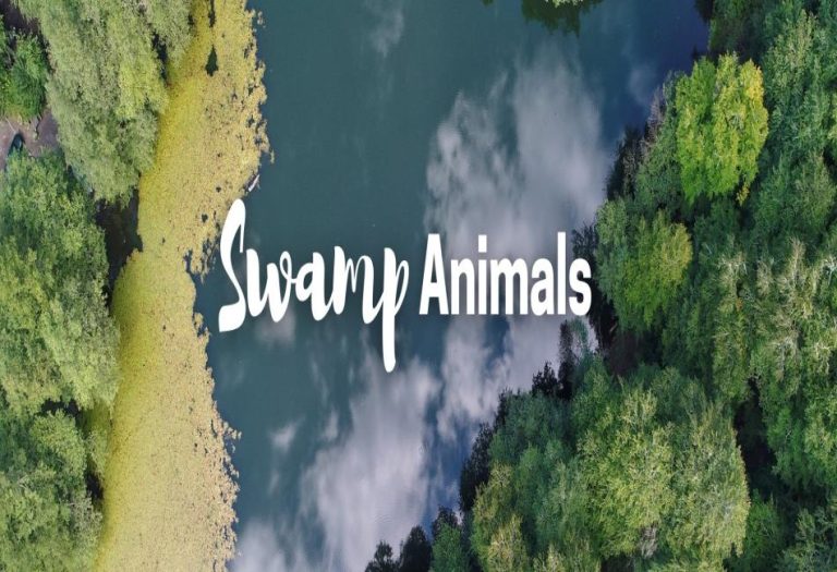 Life in the Wetlands: A Fascinating Look at Swamp Animals and Their Ecosystems