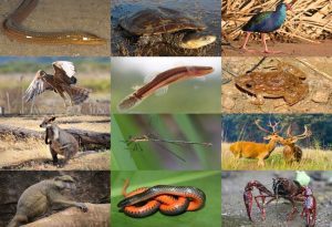 Swamp Animals