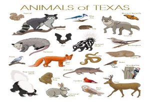 Texas Animals