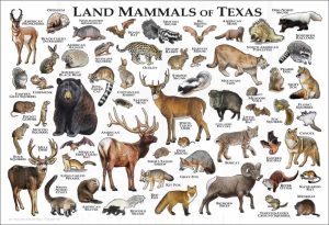 Texas Animals