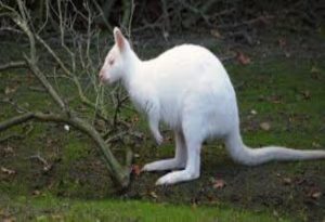 White Animals