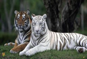 White Animals