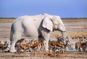 White Animals
