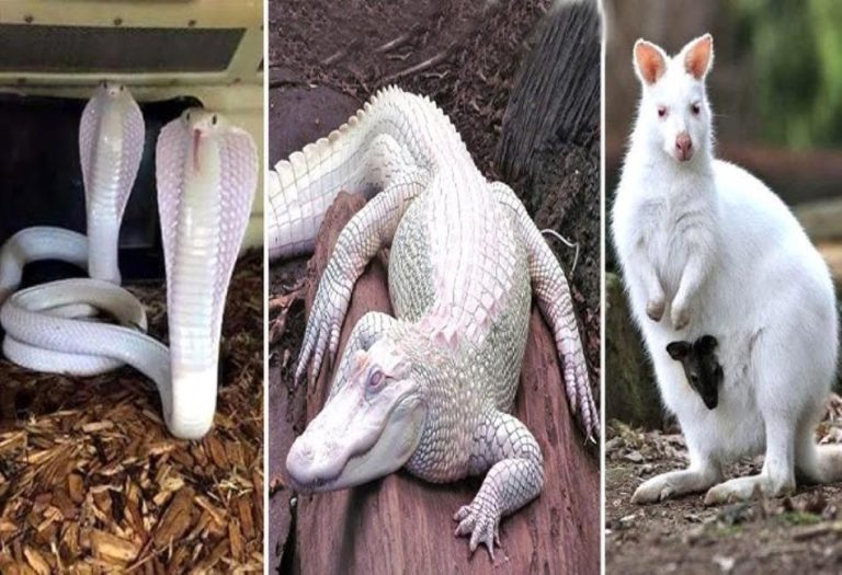 The Allure of White Animals: Nature’s Rare and Beautiful Wonders