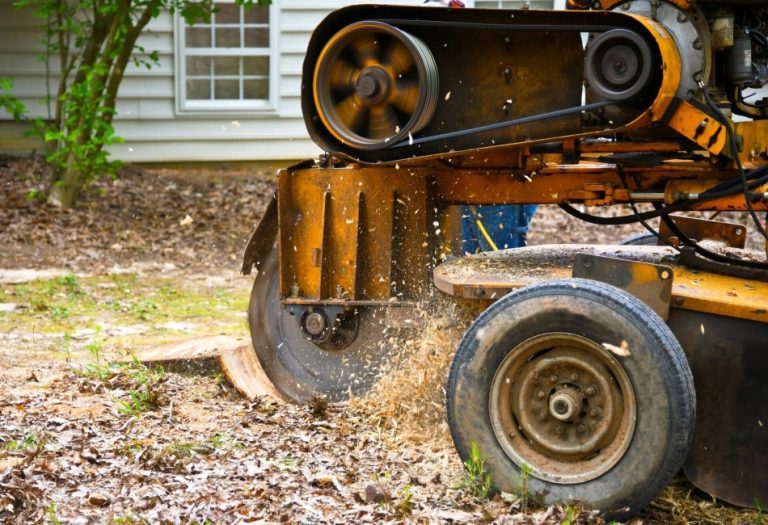 How Professional Stump Grinding Prevents Pest Infestations in Your Yard