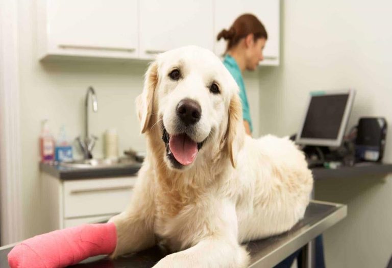 Learn Vital First Aid Skills to Save Your Pet’s Life in Emergencie