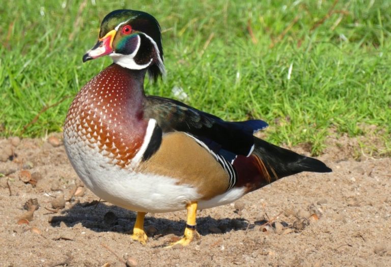 Top Feeding Practices for Raising Healthy Ducks