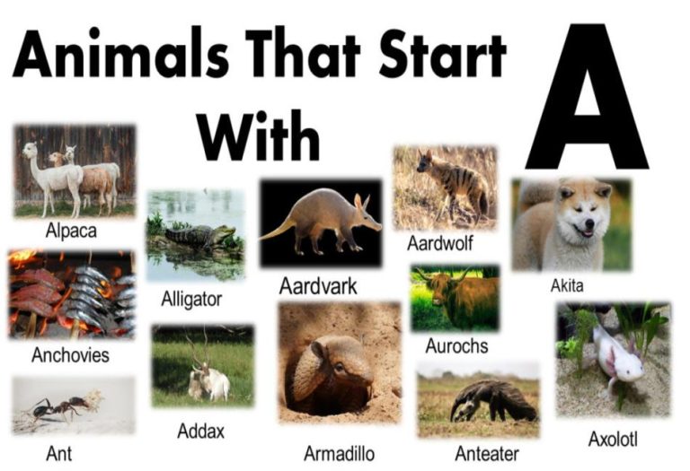 Amazing Animals That Start with A: A Journey Through the Animal Kingdom