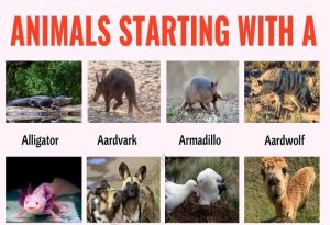 Animals That Start with A