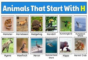 Animals That Start with H