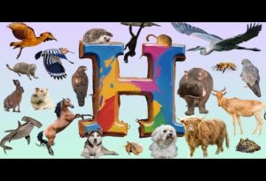 Animals That Start with H