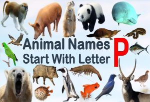 Animals That Start with P