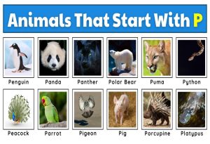 Animals That Start with P