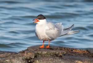 Arctic Birds