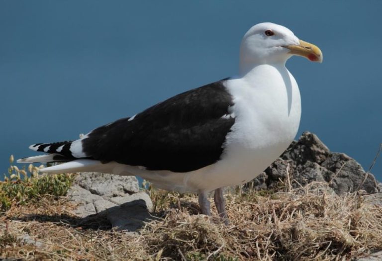 Arctic Birds: Survival, Diversity, and Adaptation in the Frozen North