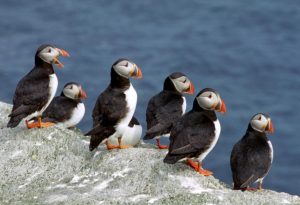 Arctic Birds