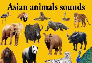 Asian Animals