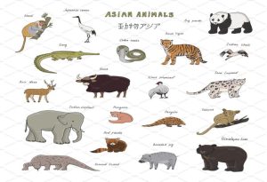 Asian Animals