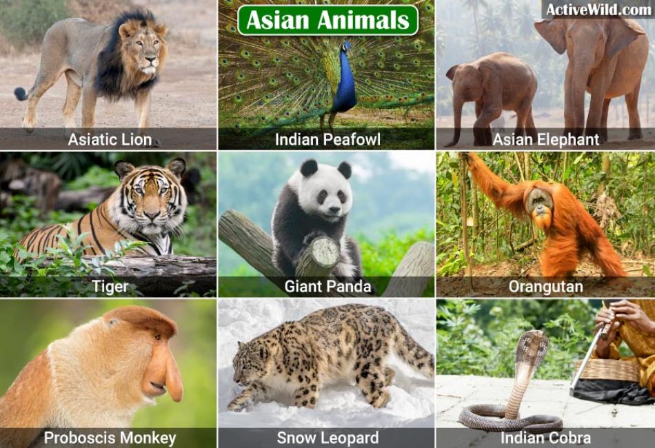 Asian Animals