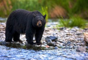 Black Animals