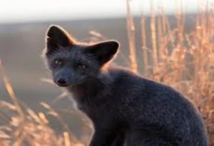 Black Animals