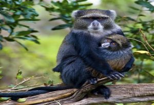 Blue Monkey