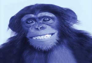 Blue Monkey