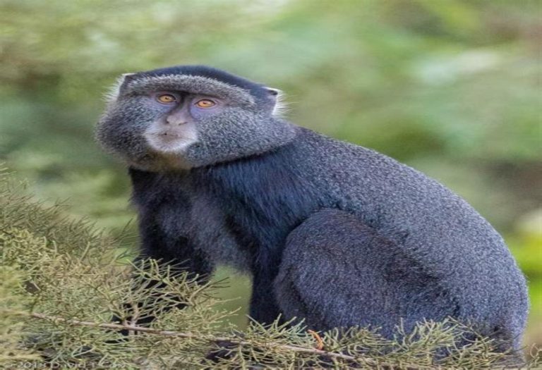 The Blue Monkey : A Vital Guardian of Africa Forests