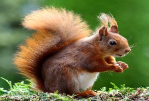 Brown Animals