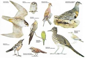 Desert Birds