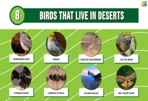 Desert Birds