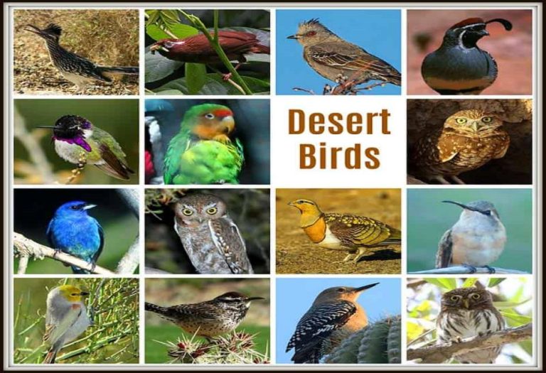 Desert Birds: Surviving and Thriving in Arid Environments