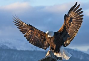 Eagle
